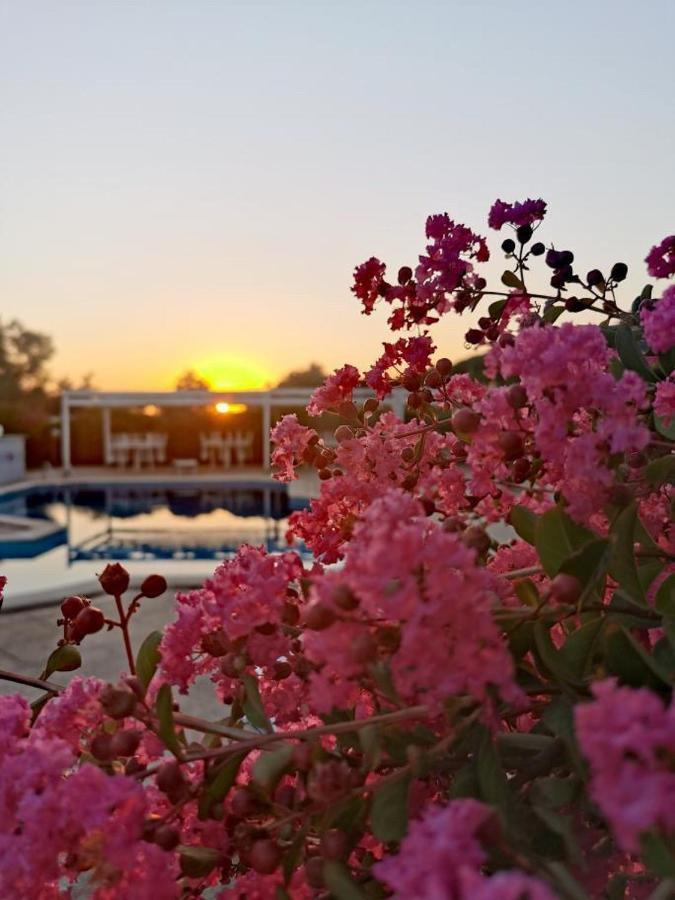 Peperosa B&B And Events Nettuno Dış mekan fotoğraf